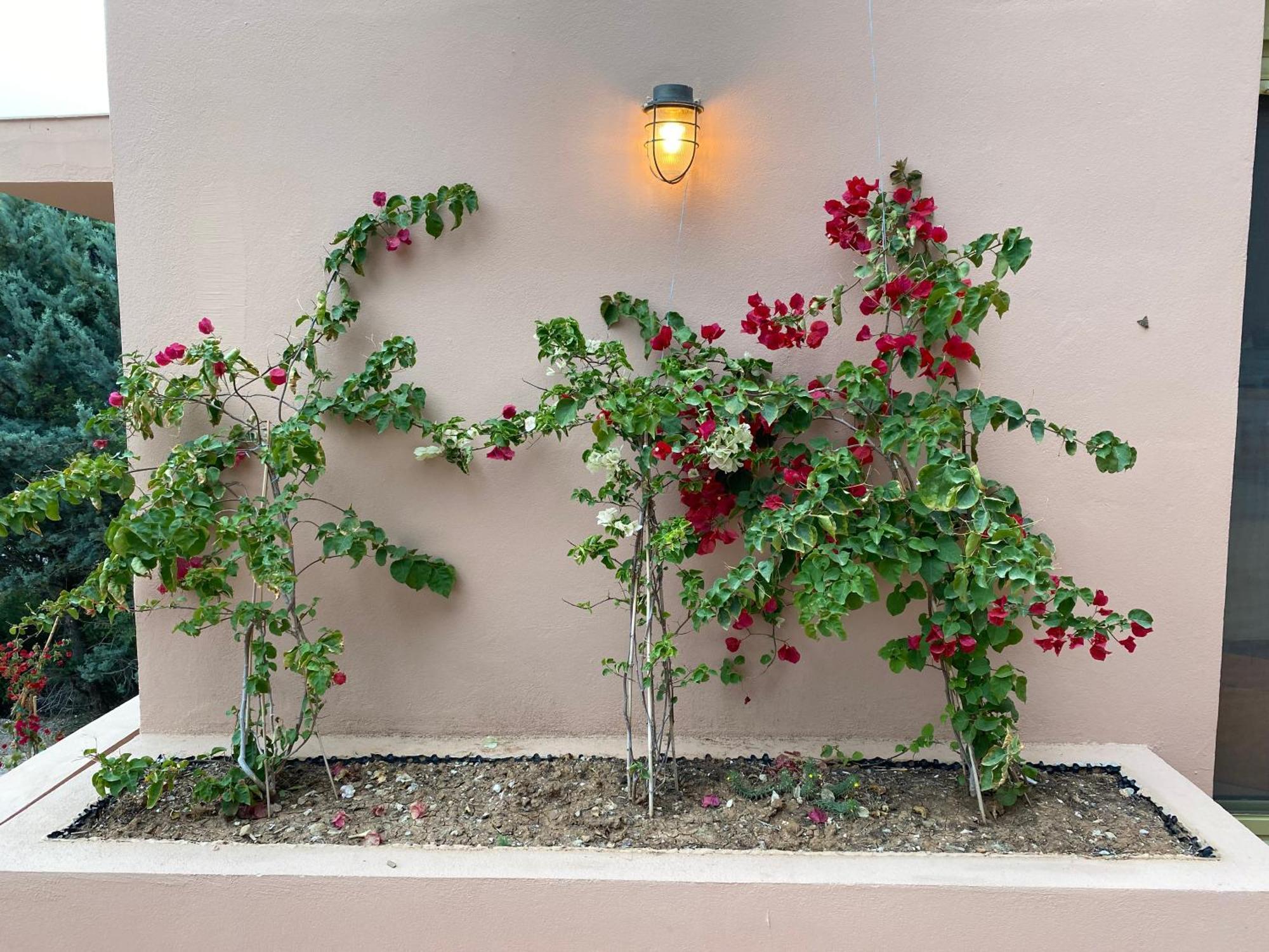 Askalosia Villa Agios Georgios  Dış mekan fotoğraf