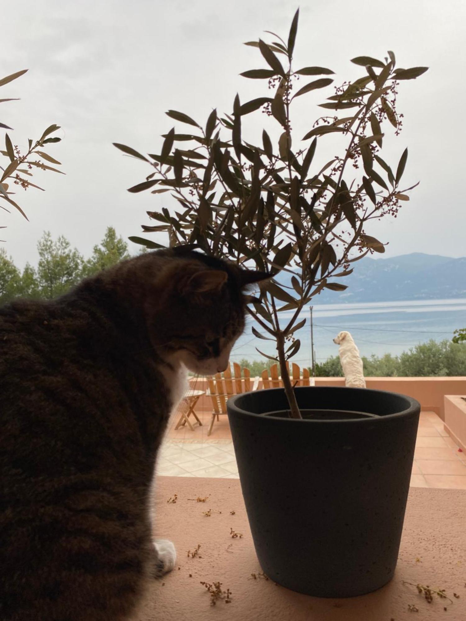 Askalosia Villa Agios Georgios  Dış mekan fotoğraf